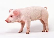 Cum să înfrânge un mini-stiuca taming un mini-porc, un porc de încredere îngrijire, un pozitiv