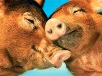 Cum să înfrânge un mini-stiuca taming un mini-porc, un porc de încredere îngrijire, un pozitiv