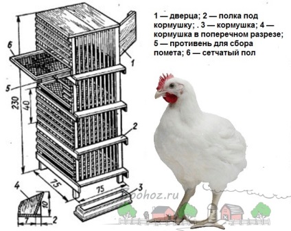 Cum sa faci colivii pentru puii de carne de acasa cu instructiunile cu desene si o poza (sa faci) Cum sa faci colivii pentru carnea de pui cu mainile in conditiile casei instructiunea cu desene si o fotografie