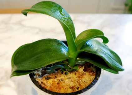 Cum să salvați o orhidee dacă rădăcinile sunt putrezite