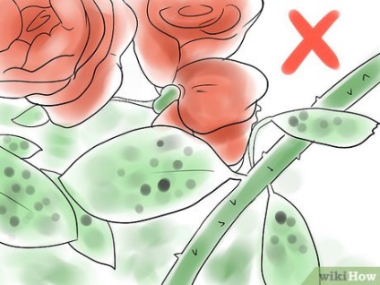 Cum să crească un trandafir