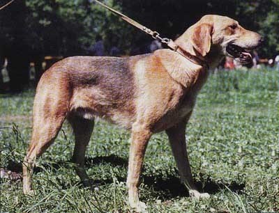 Cum să ridici un cățeluș de un câine rusesc