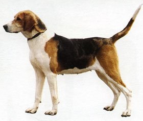 Cum să ridici un cățeluș de un câine rusesc