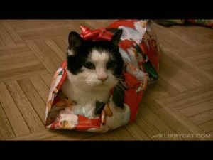 Cum să înfășoară un cadou când pisica de lângă - kototeka - cel mai interesant lucru despre lumea pisicilor