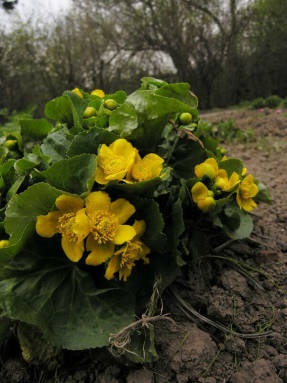 Cowslip szép, de mérgező