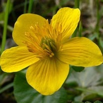 Cowslip, Terry, leírás, színes