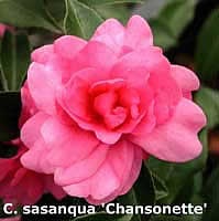 Camellia - descrierea și îngrijirea camelliei