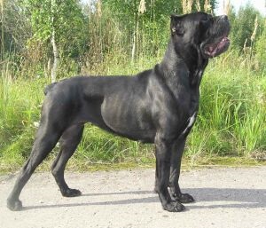 Cane Corso - tartalma és jellemzői a fajta