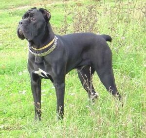 Cane Corso - tartalma és jellemzői a fajta