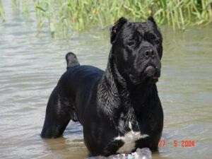 Cane Corso - tartalma és jellemzői a fajta