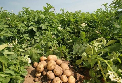 Carbamidă pentru cartofi, fertilizarea solului, pulverizarea plantelor tinere