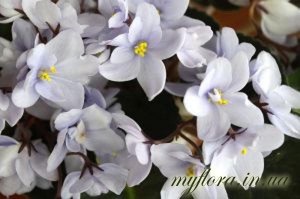 Catalog de varietăți de violete miniatură în fotografii, flora mea