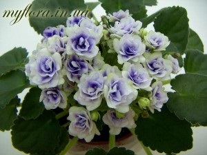 Catalog de varietăți de violete miniatură în fotografii, flora mea
