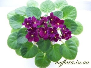 Catalog de varietăți de violete miniatură în fotografii, flora mea