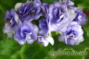 Catalog de varietăți de violete miniatură în fotografii, flora mea