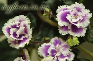 Catalog de varietăți de violete miniatură în fotografii, flora mea