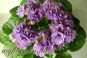 Catalog de varietăți de violete miniatură în fotografii, flora mea