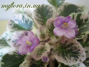 Catalog de varietăți de violete miniatură în fotografii, flora mea