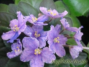 Catalog de varietăți de violete miniatură în fotografii, flora mea