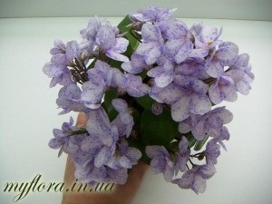 Catalog de varietăți de violete miniatură în fotografii, flora mea