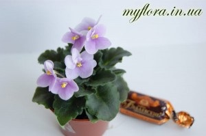 Catalog de varietăți de violete miniatură în fotografii, flora mea