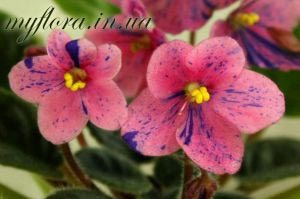 Catalog de varietăți de violete miniatură în fotografii, flora mea