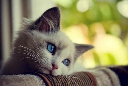 Ce este visul unei pisici albe?