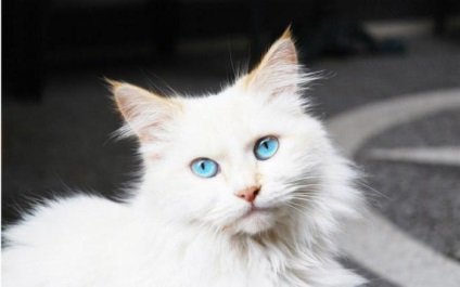 Ce este visul unei pisici albe?