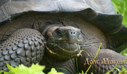 De ce visul carte de vis de broască țestoasă - broască țestoasă în apă într-un vis - a lua sfaturi înțelept
