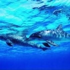 Ceea ce visă delfinii în mare