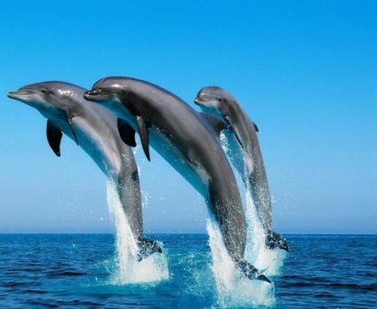 Ceea ce visă delfinii în mare