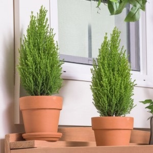 Cypress otthoni gondozást és ültető, terjedése és az átültetést, a problémák