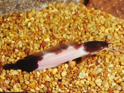 Clarias Angolan, somn (clarias angolensis) - acvariu acasă