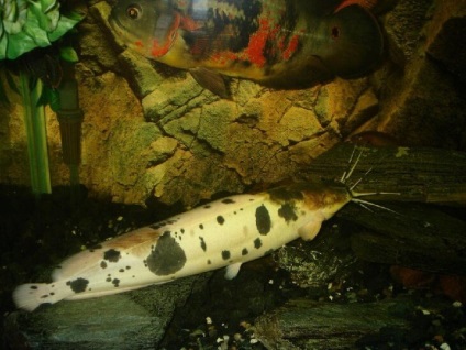 Clarias Angolan, somn (clarias angolensis) - acvariu acasă