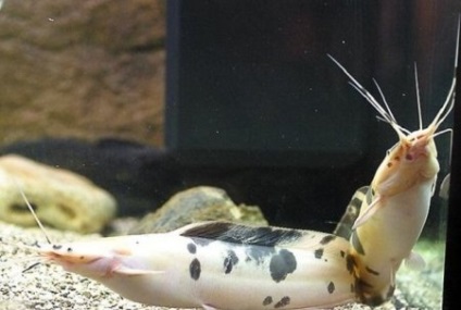 Clarias Angolan, somn (clarias angolensis) - acvariu acasă