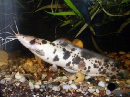 Clarias Angolan, somn (clarias angolensis) - acvariu acasă