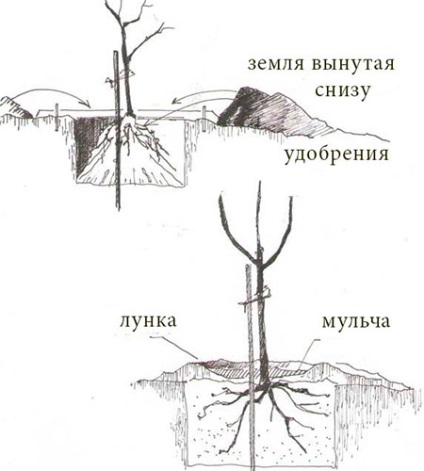 Когато е по-добре да се засадят череши, които отчитат и предвиждат - тайните на градинарството