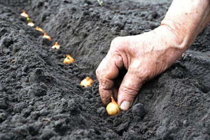 Când se plantează ceapa în sol deschis în regiunea Leningrad, suburbii, pe urals, îngrijire, video