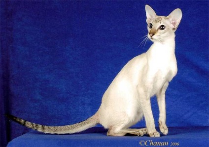 Colorpoint fotografie cu păr scurt cu istorie de păr scurt cu părul de rasă de pisici, fizic