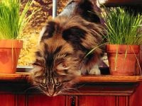 Colorpoint fotografie cu păr scurt cu istorie de păr scurt cu părul de rasă de pisici, fizic