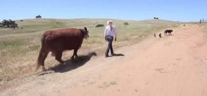 O vacă a numit un milkshake care crede că este un câine