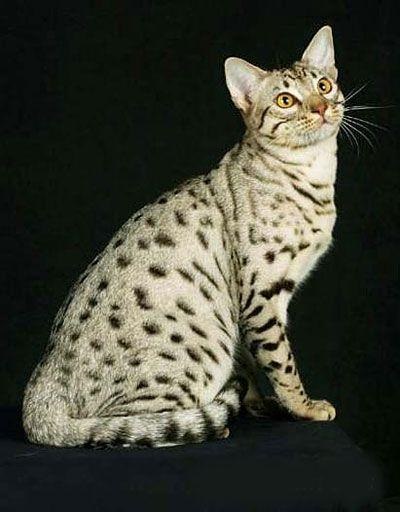 Ocicat macska fajta leírását, árát, fotó és videó, ahol vásárolni, vélemények tulajdonosok