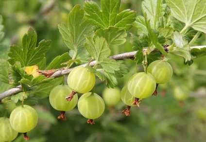 Gooseberries pe tulpina de plantare și de îngrijire, video și fotografii