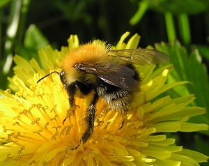 Cine este primul dintre insectele care se trezesc în întrebările de primăvară ale unui tânăr naturalist