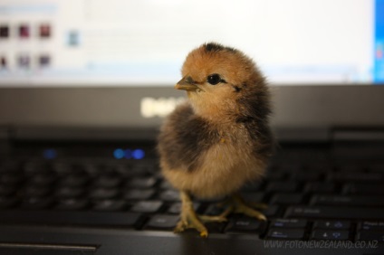 Csirke csirke szült élni - április 21, 2012