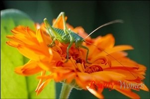 Betegségek kezelési az urogenitális rendszer Calendula