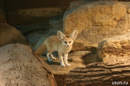 Fox fen este cea mai mică vulpe din lume