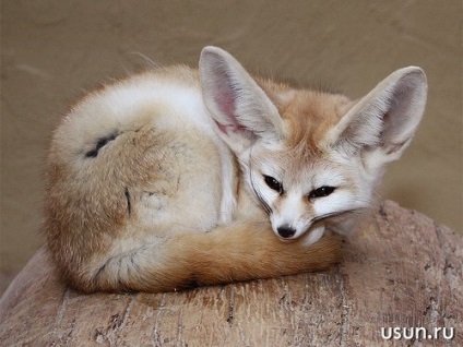 Fox fen este cea mai mică vulpe din lume