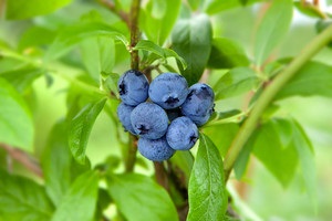 Blueberry elhagyja a jótékony tulajdonságait húsleves - nő s nap