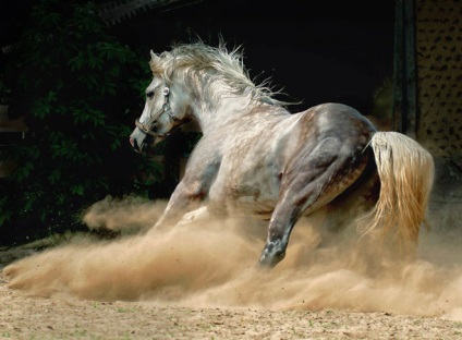 Horse-horse revizuire de roci pentru curse de cai și fotografiile lor